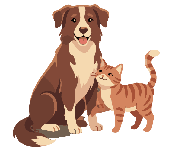 Friendly border collie ready for pet sitting care